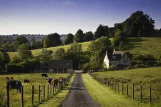 Cows grazing near road on farm