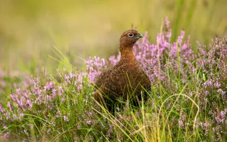 Red grouse bird in field with purple flowers