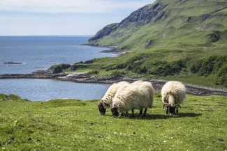 Sheep eating grass in Scotland