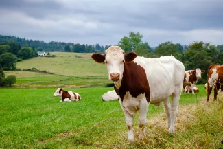Cow in a field