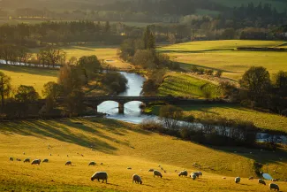 Scottish river next to sheep in paddock