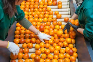 Workers picking through oranges