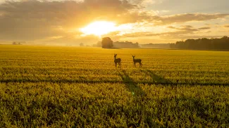 Deer in field