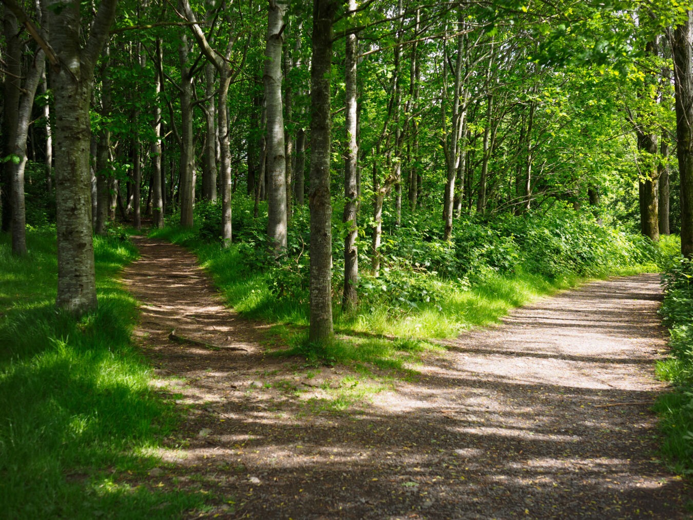 Green forest pathways