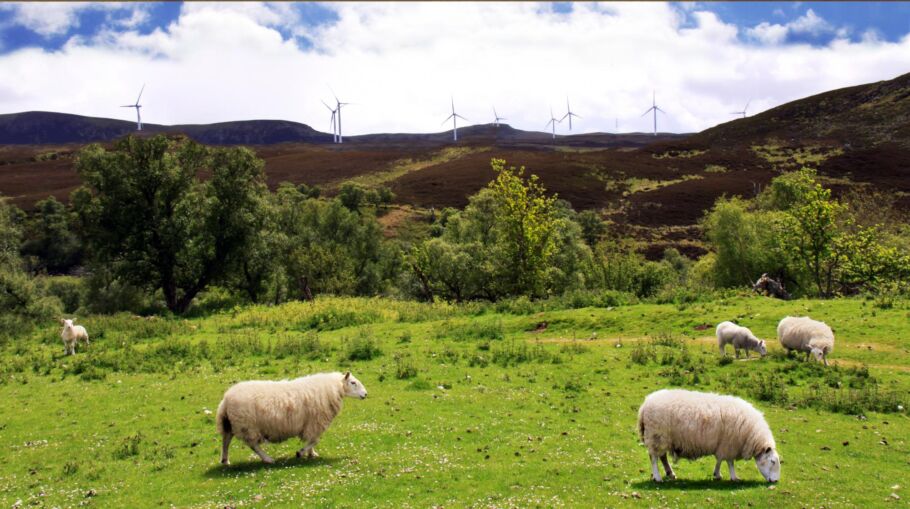 Resolving Rural Disputes webinar: sheep and livestock worrying