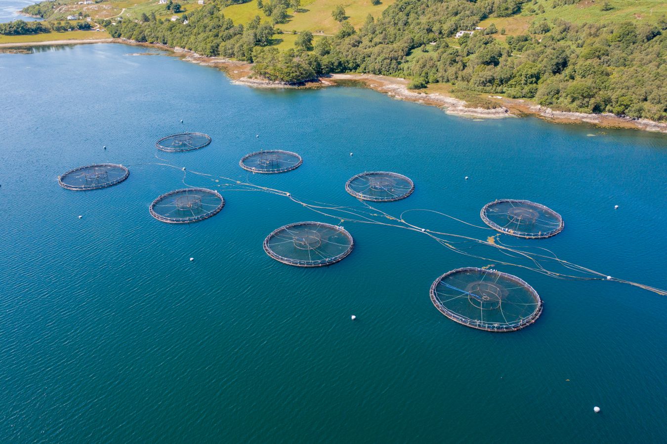 Aquaculture Solicitors
