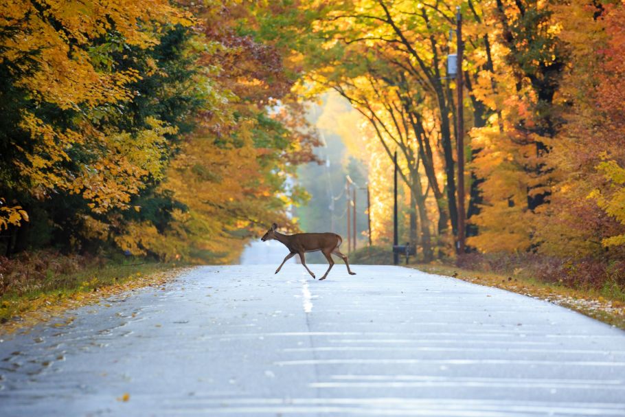 Deer fences: a barrier to access rights?