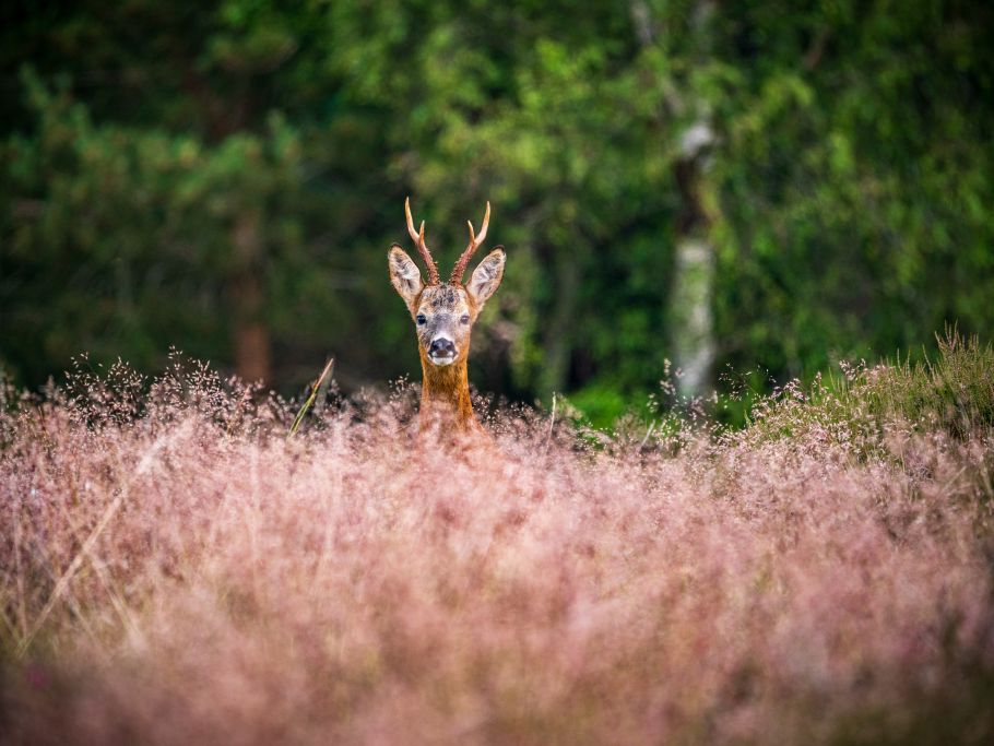 Scottish Government introduces the Natural Environment (Scotland) Bill