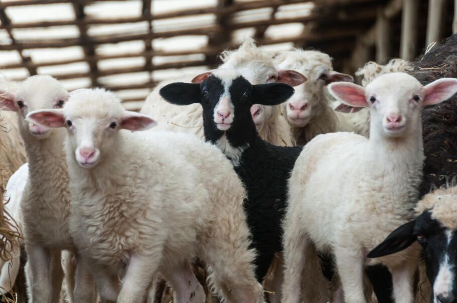 Refresh of the Countryside Code