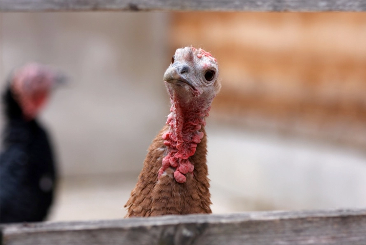 Dorothy the turkey, veganism and the Equality Act 2010