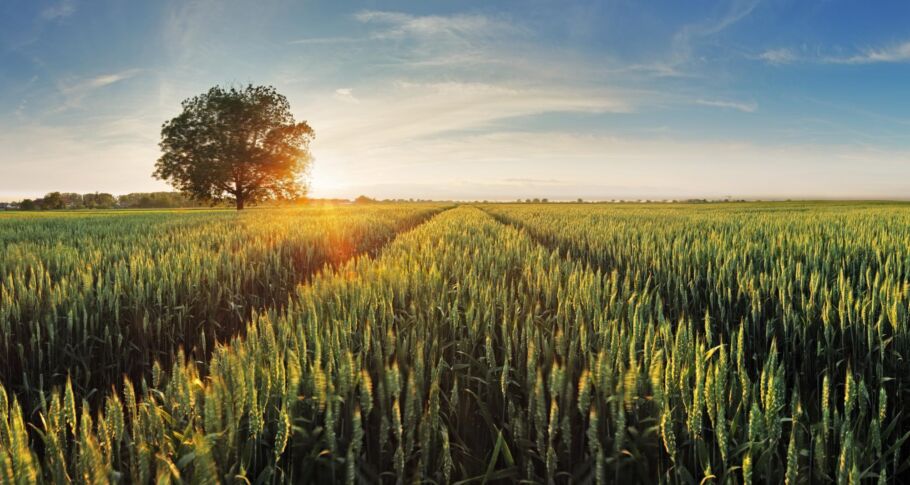Webinar recording: Resolving rural disputes – Common problems that arise from serving notices under agricultural leases