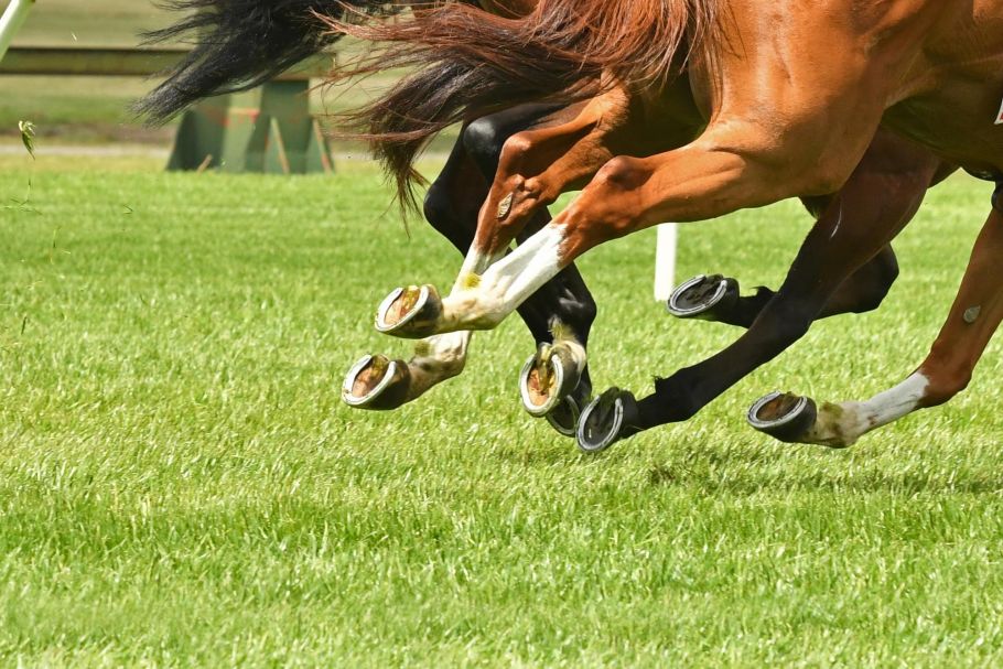 Does letting fields for horses create an agricultural tenancy?