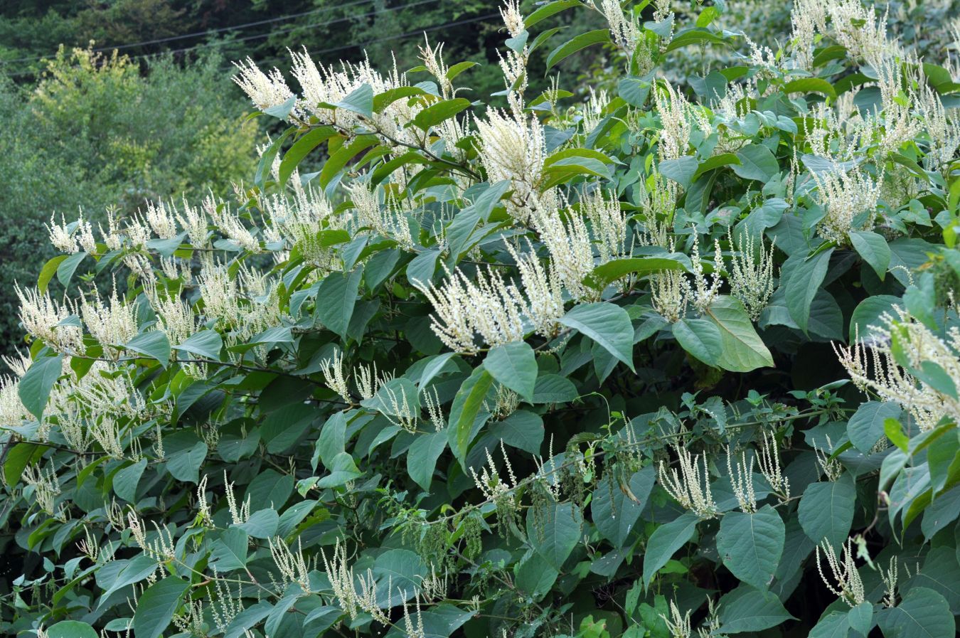 Untangling the weeds: the knotty issue of compulsory Alternative Dispute Resolution