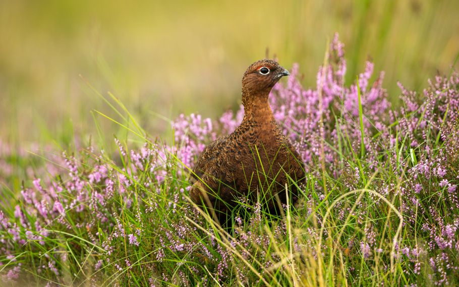 Licence to kill: The Wildlife Management and Muirburn (Scotland) Act 2024