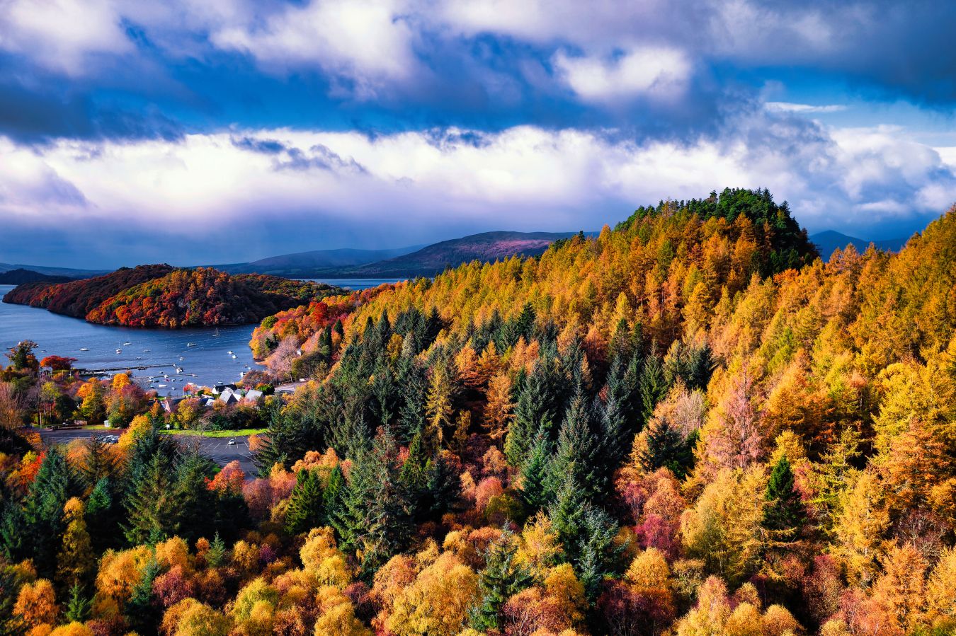 Tree felling permissions and considerations