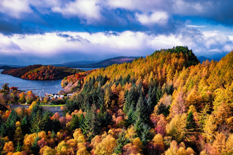 Tree felling permissions and considerations