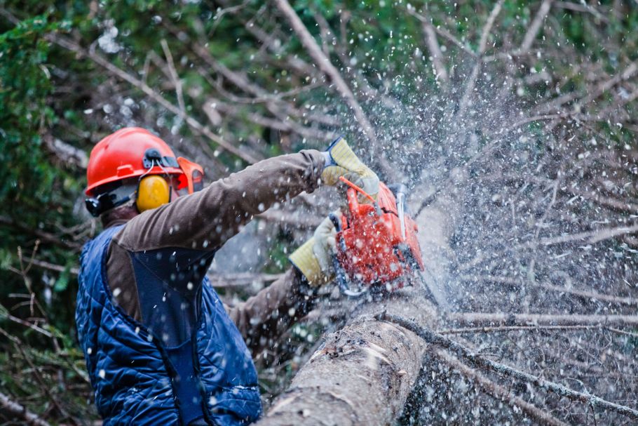 Health and safety in the forestry industry