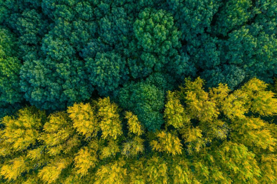 Carbon capture market takes root