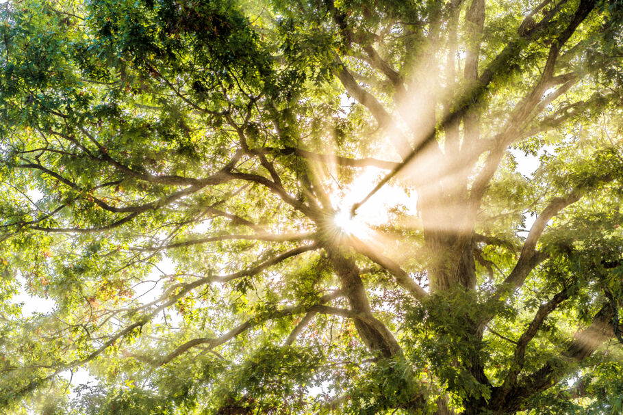 CMA signals more flexibility for sustainability agreements – Further thoughts