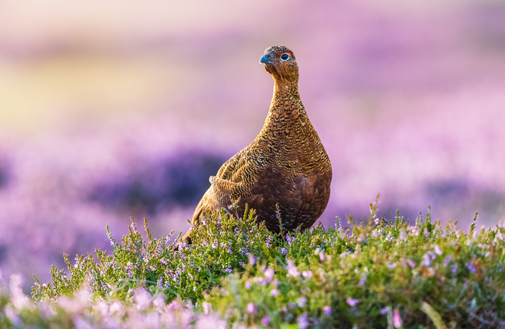 Licence to kill: the Wildlife Management and Muirburn (Scotland) Bill