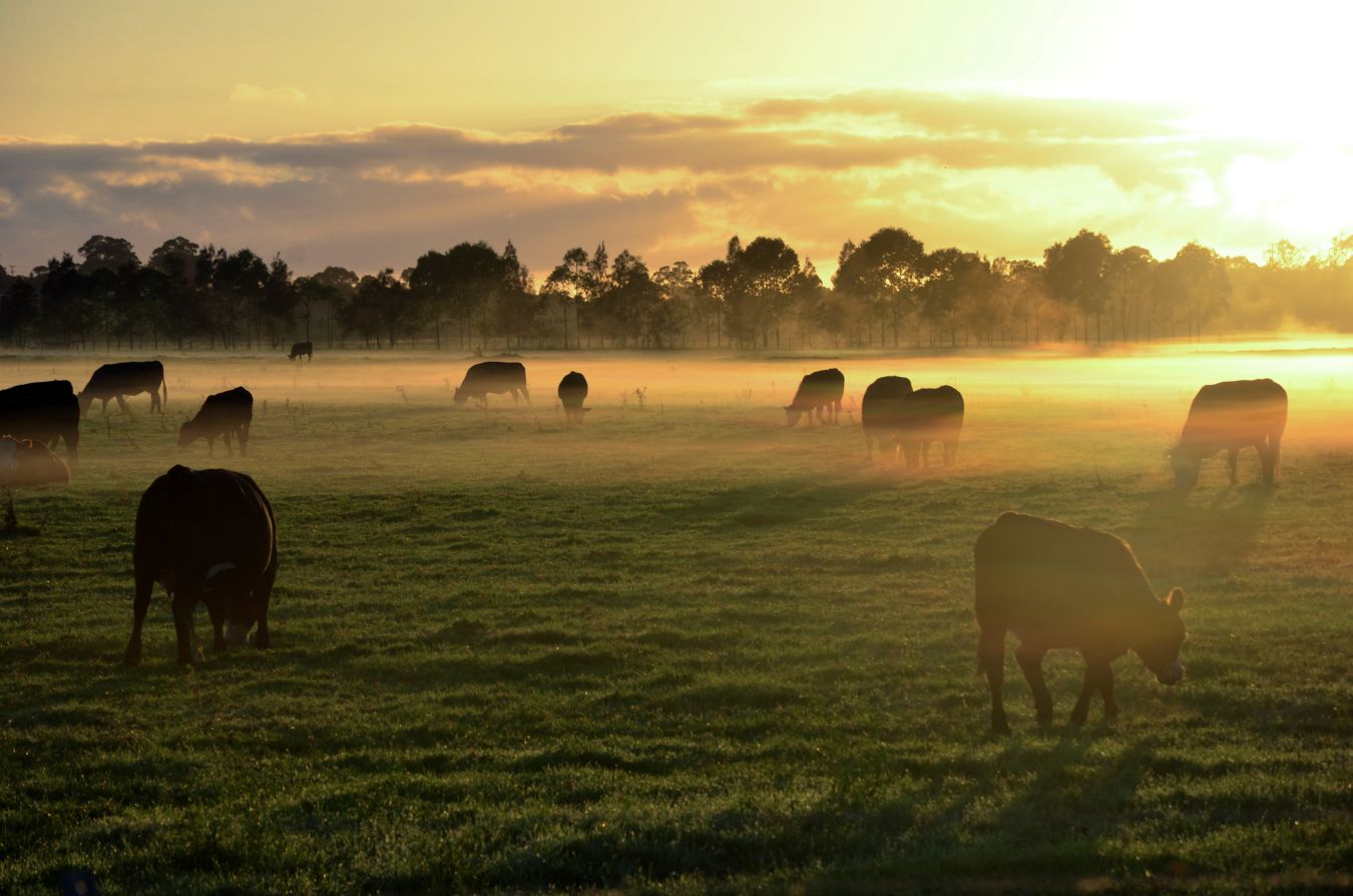 CAP Reform – a blurred vision of the future of support for farmers