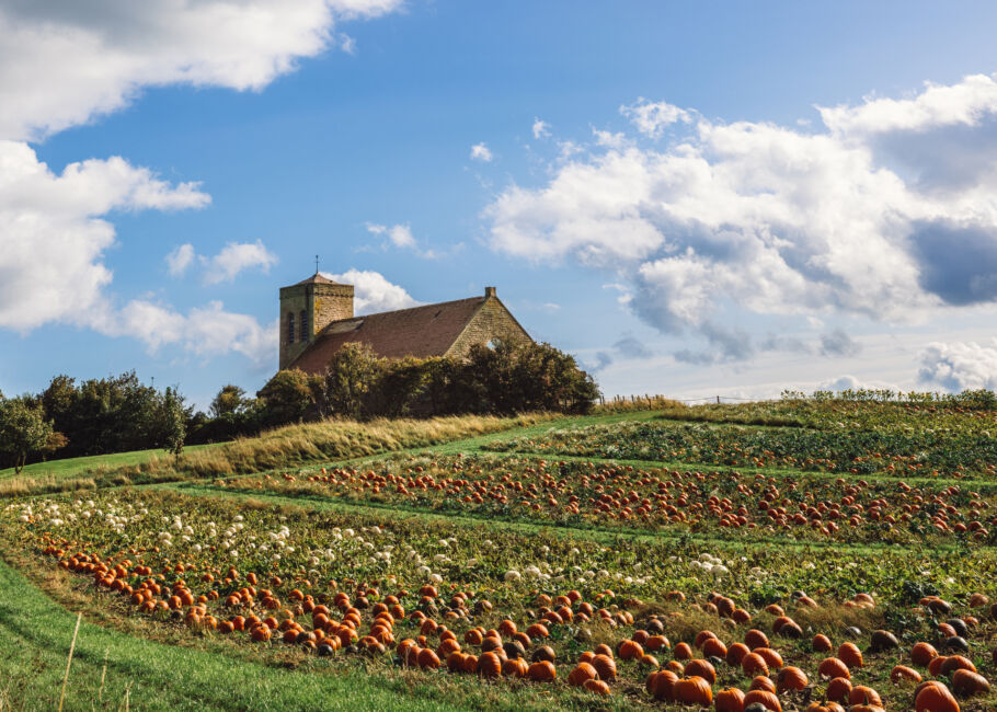 Pumpkin patch in rural Scotland