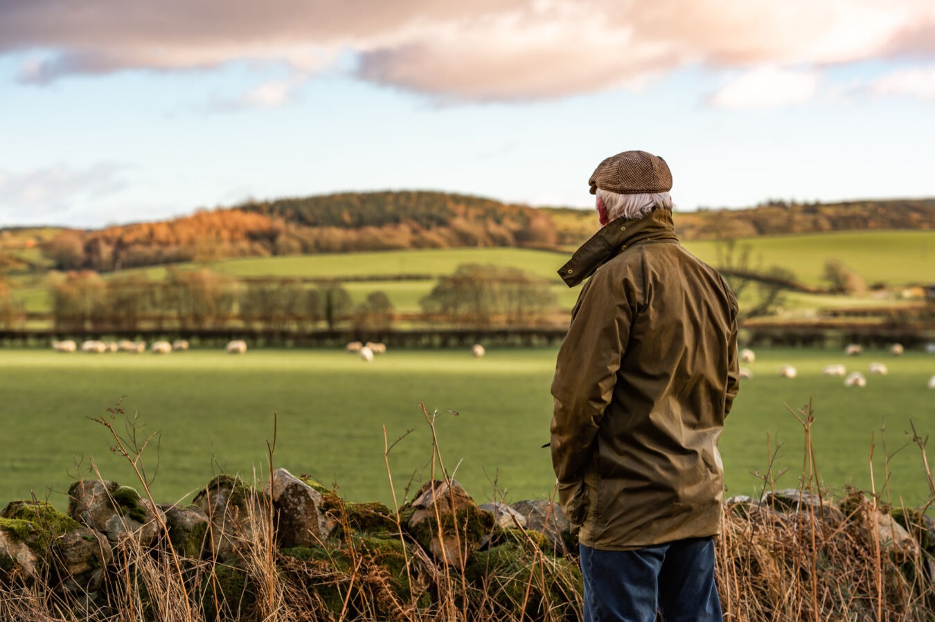 Man looking out over field of sheep
