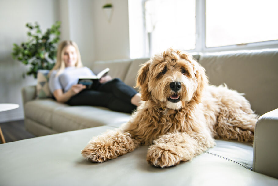Golden labradoodle dog pet sitting at home with woman on couch