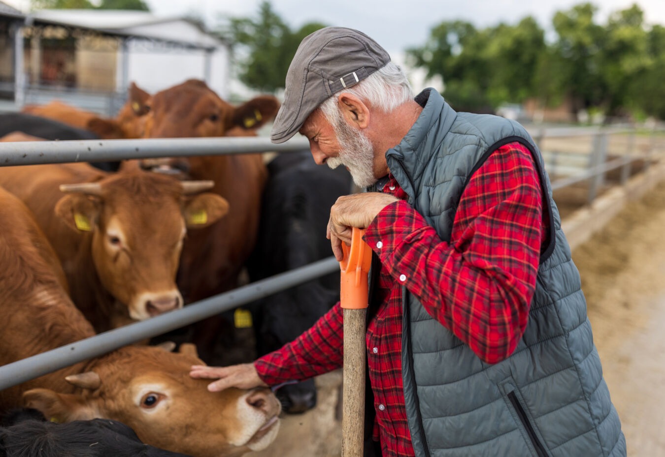 Farmer tending to his cows