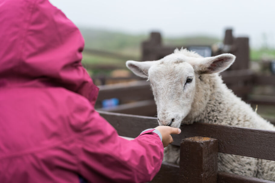 Girl hand feeding sheep
