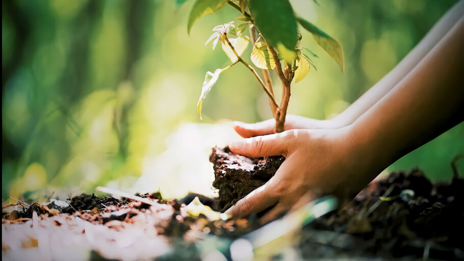 Hands planting a tree