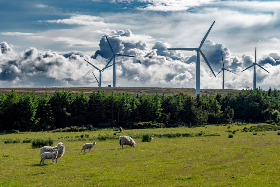 Rural land with sheep and turbines