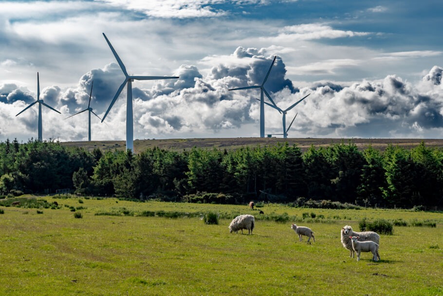 Rural land with sheep and turbines
